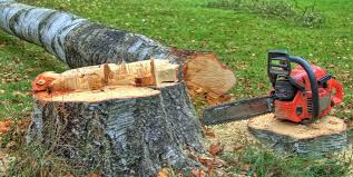 Best Stump Grinding and Removal  in Lodi, NJ