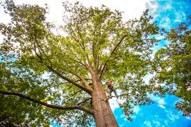  Lodi, NJ Tree Services Pros