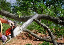 Best Fruit Tree Pruning  in Lodi, NJ