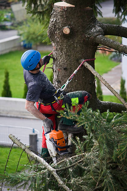 Best Arborist Consultation Services  in Lodi, NJ