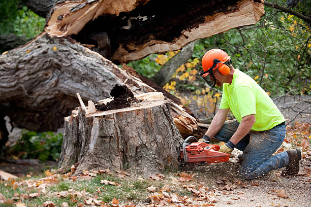 Best Storm Damage Tree Cleanup  in Lodi, NJ