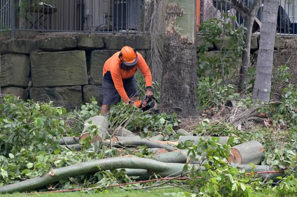 Best Leaf Removal  in Lodi, NJ