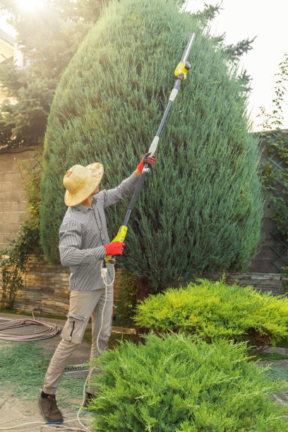 Best Commercial Tree Services  in Lodi, NJ